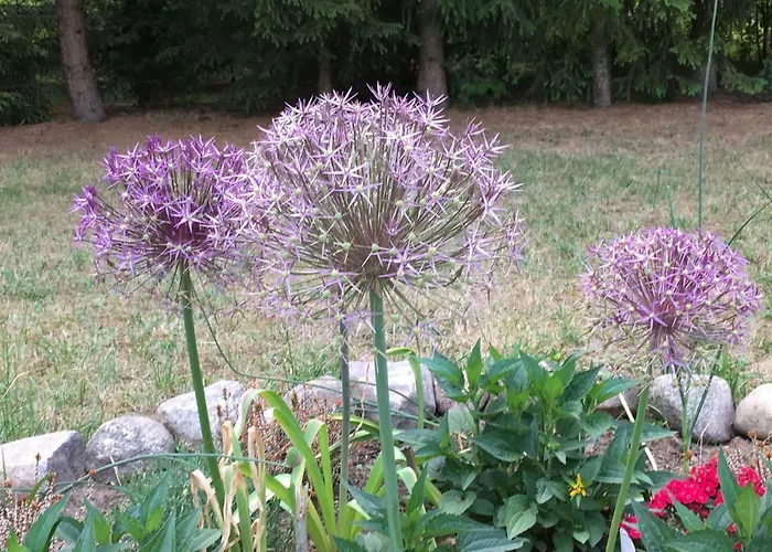 Feriehus Mirow-laerz- Ruhe Pur- Wald&see - Sauna-haus Mit Grundstueck *